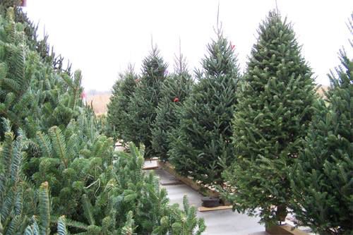 Hager Tree Farm